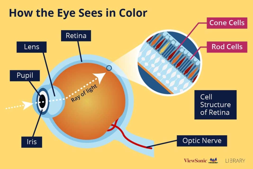 What Is Color Blindness And How Does Technology Help Viewsonic Library 