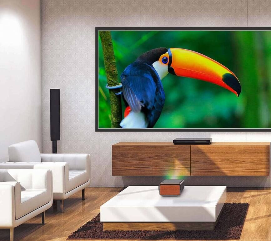 outdoor 4k picture of bird on viewsonic screen